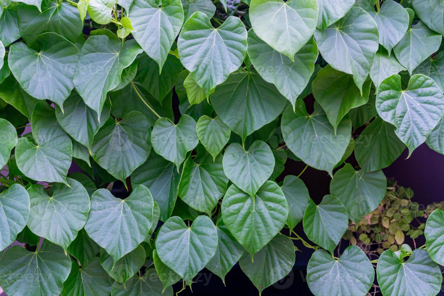 Tinospora cordifolia local name guduchi, and giloy, is an herbaceous vine of the family Menispermaceae indigenous to the tropical areas of India use as Ayurveda medicine photo