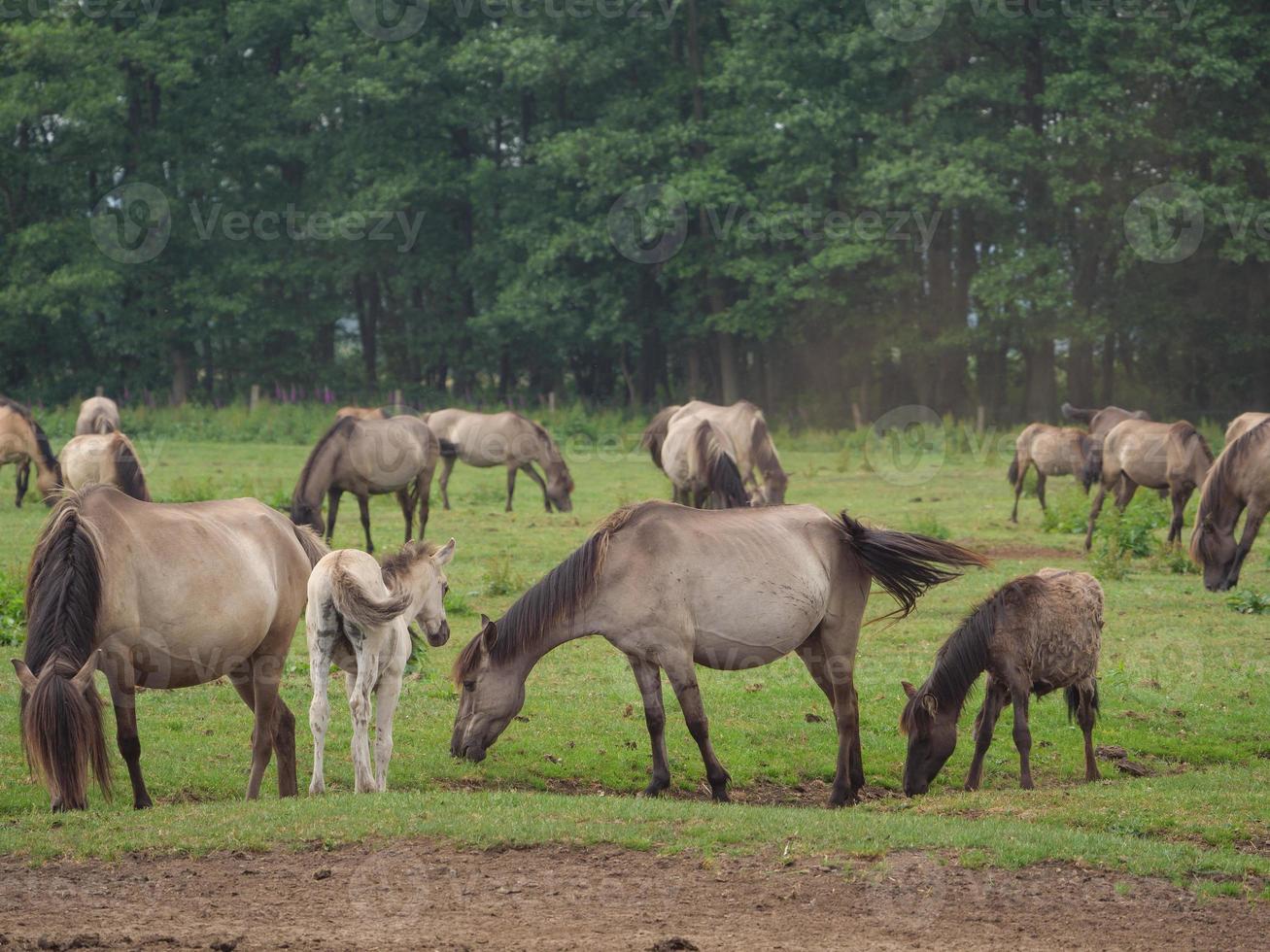 caballos salvajes en un prado en alemania foto