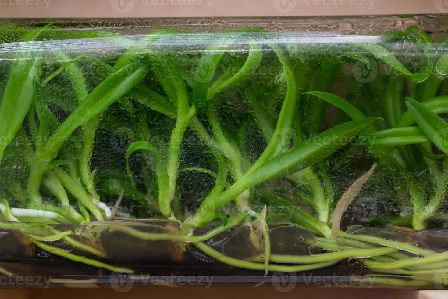 Orchid tissue culture in glass bottles photo