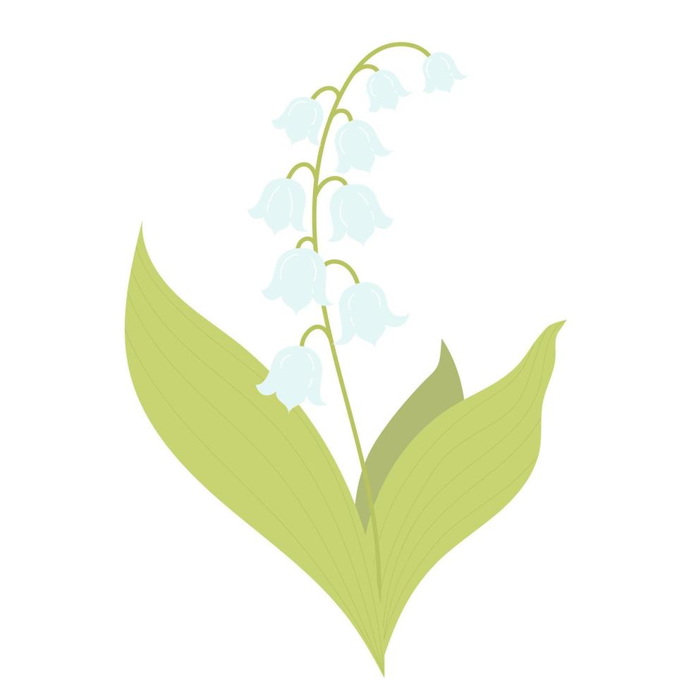 beautiful flower lily of the valley.  Vector illustration.  for design, postcards, decor and decoration, print