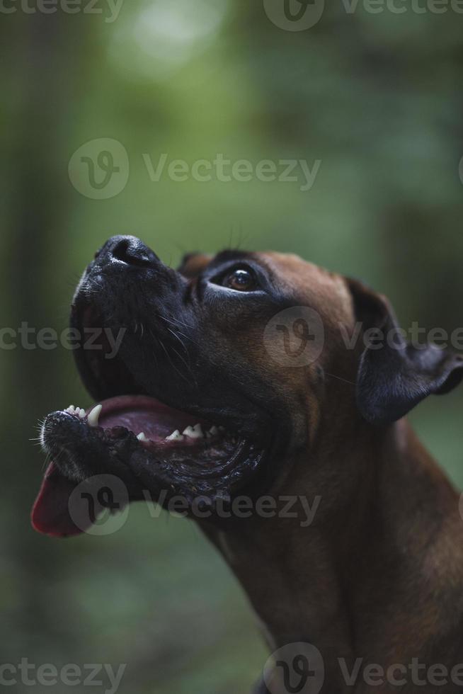 perro boxer en la naturaleza, paisaje, bosque y amigos foto