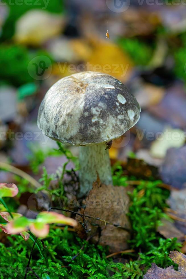 Boletus mushroom close-up in the spring forest on the edge of the forest. photo