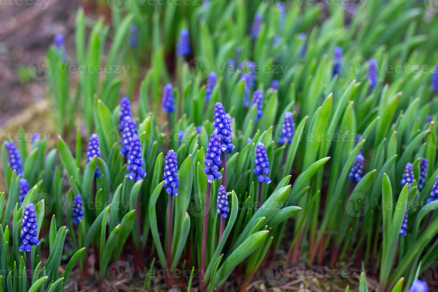 Blue Grape Hyacinth. First Spring Flowers Muscari in spring garden. photo