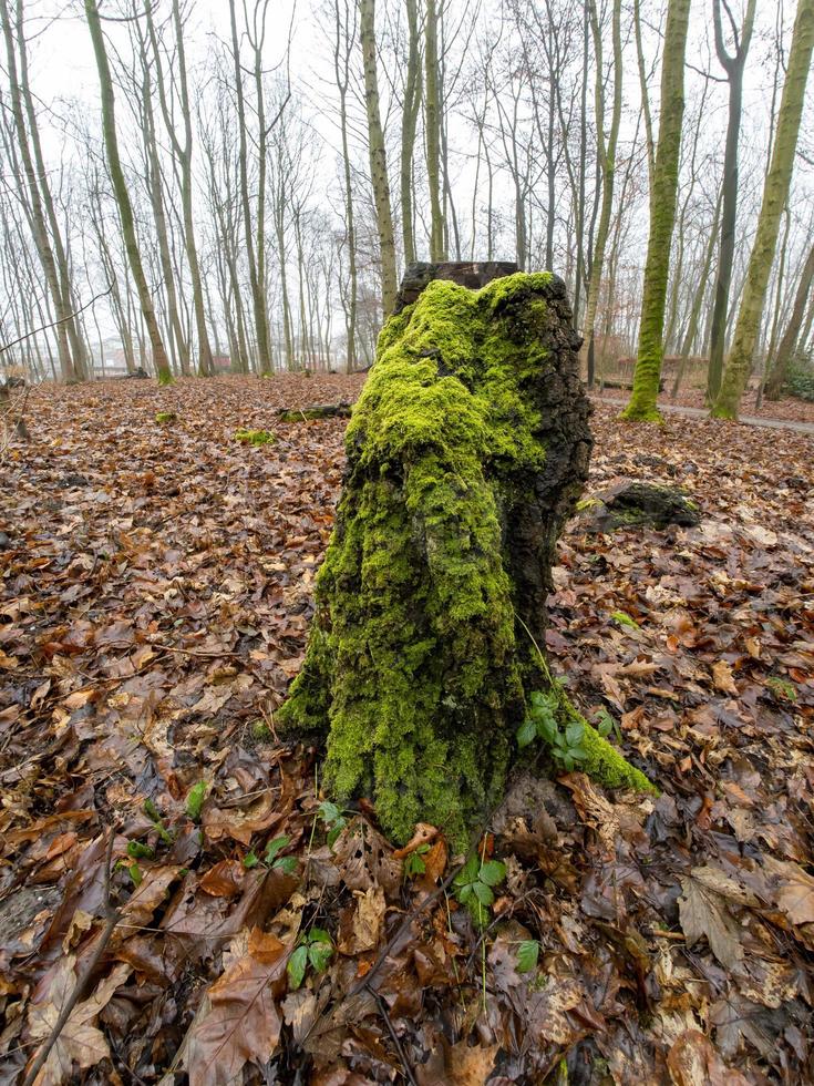 Tree stump overgrown with moss in winter sun in forest photo
