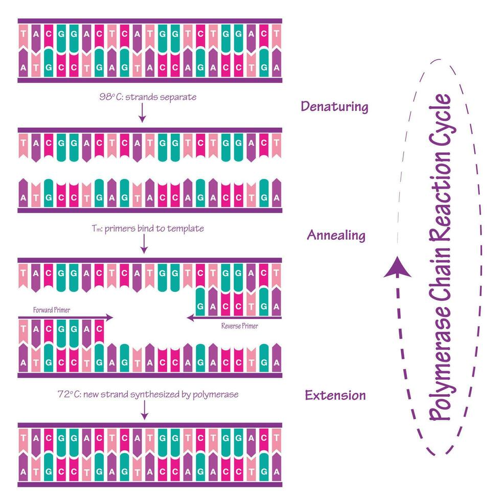 Polymerase Chain Reaction Cycle Diagram vector