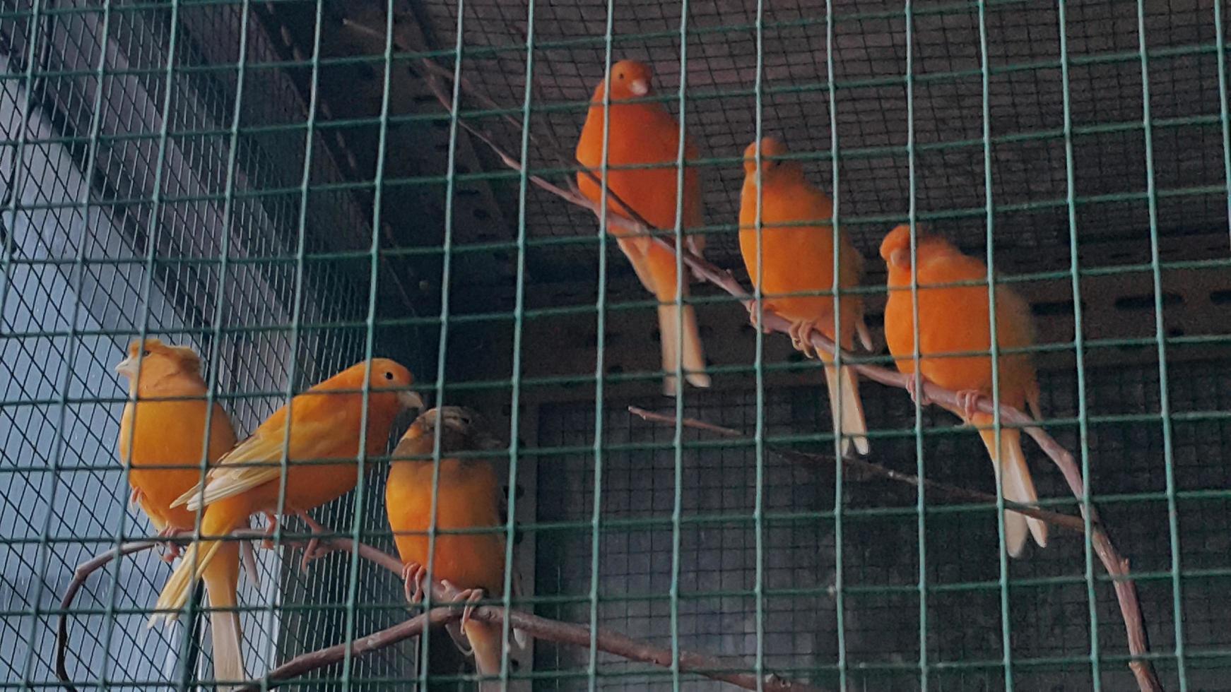6 super canaries photo