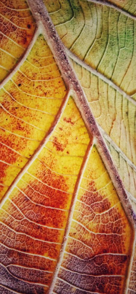 Pattern of an old teak leaf consisting of bright yellow domination, dark brown, and green. Tectona grandis plant. photo