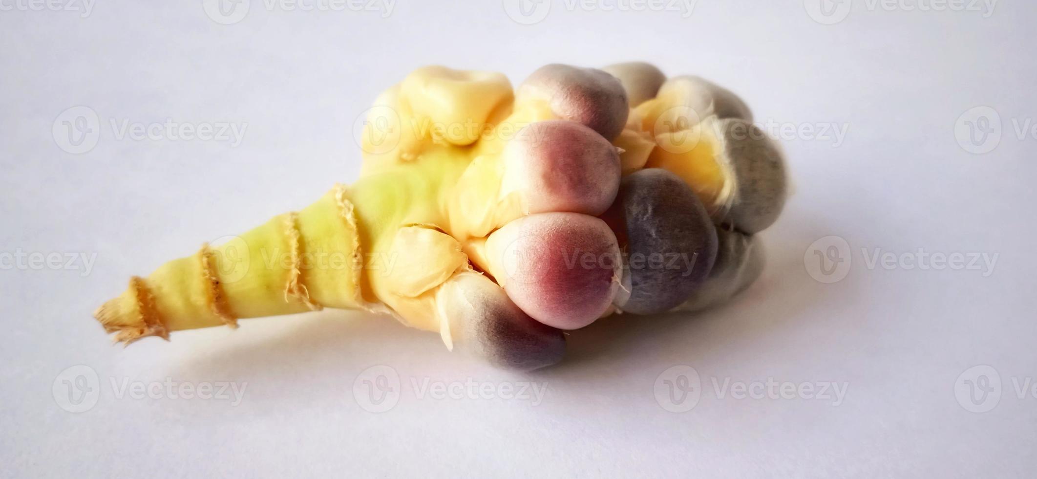 Stunted rainbow seed corn cob under a dim light and gray background. Zea mays plant. Crop failure season. photo