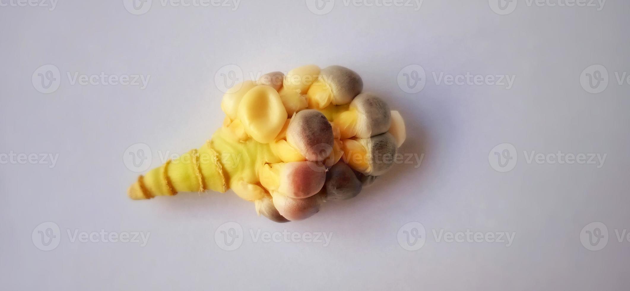 Stunted rainbow seed corn cob under a dim light and gray background. Zea mays plant. Crop failure season. photo