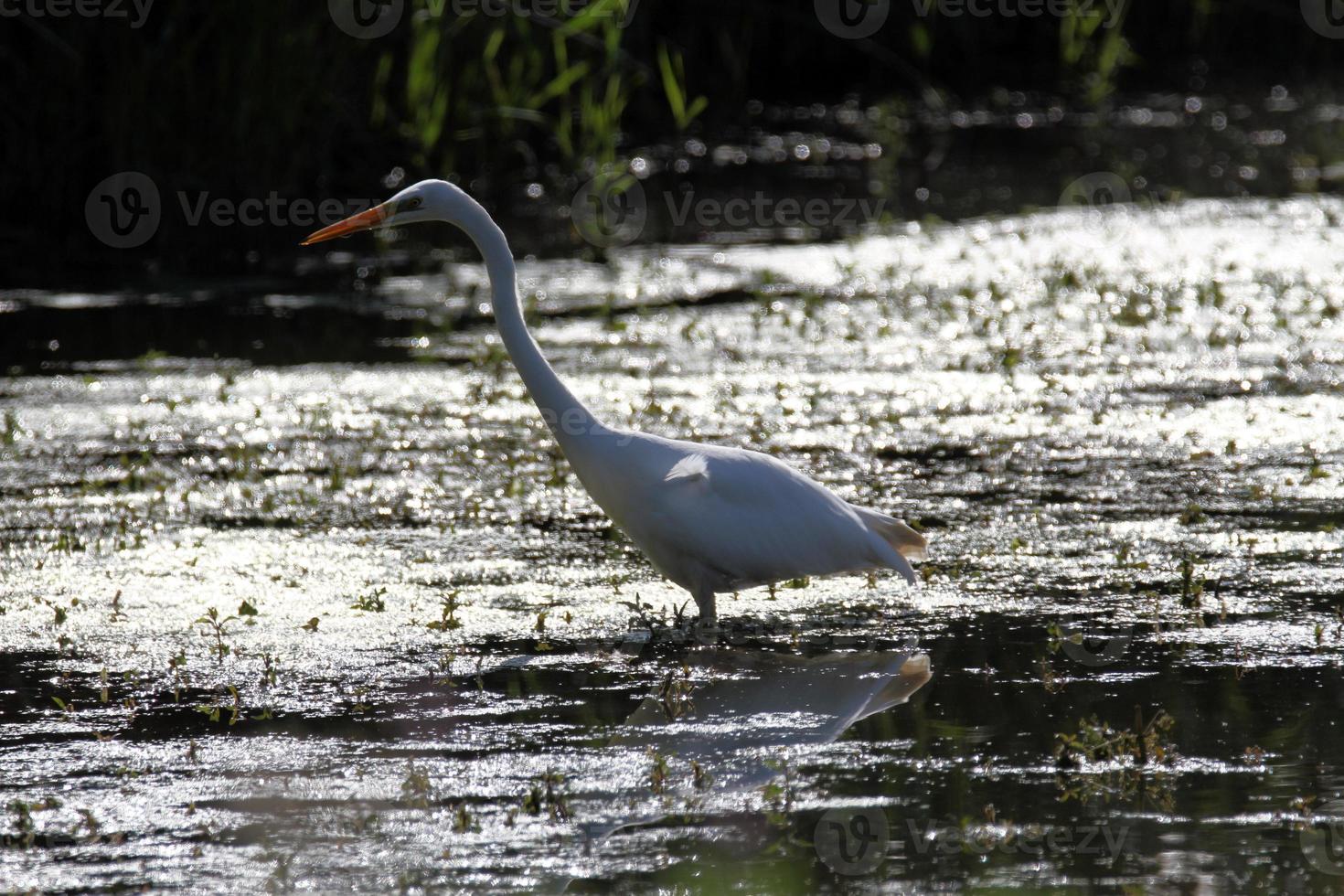 A view of a Great White Egret photo