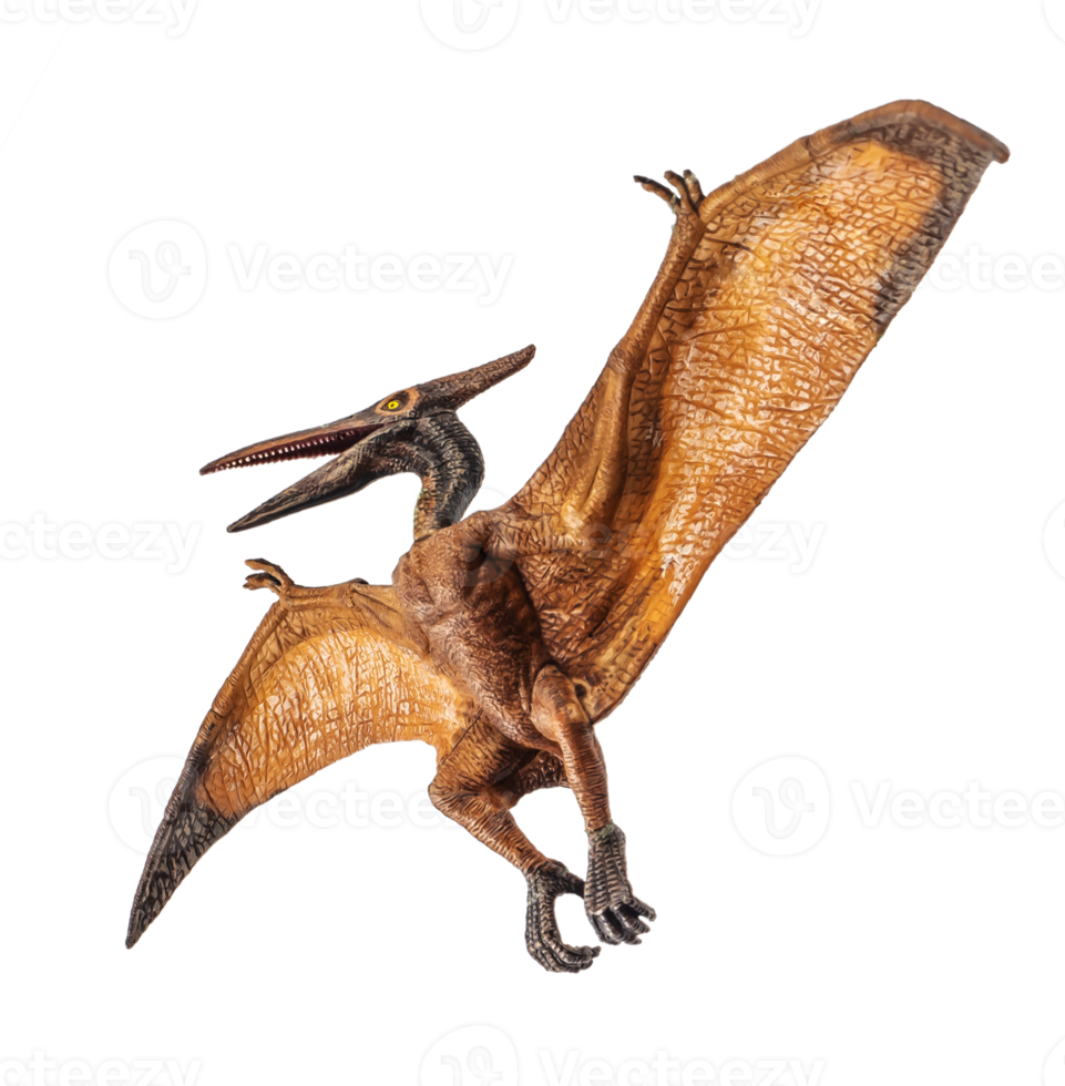 Pteranodon Pterodactyl Dinosaur on white background png
