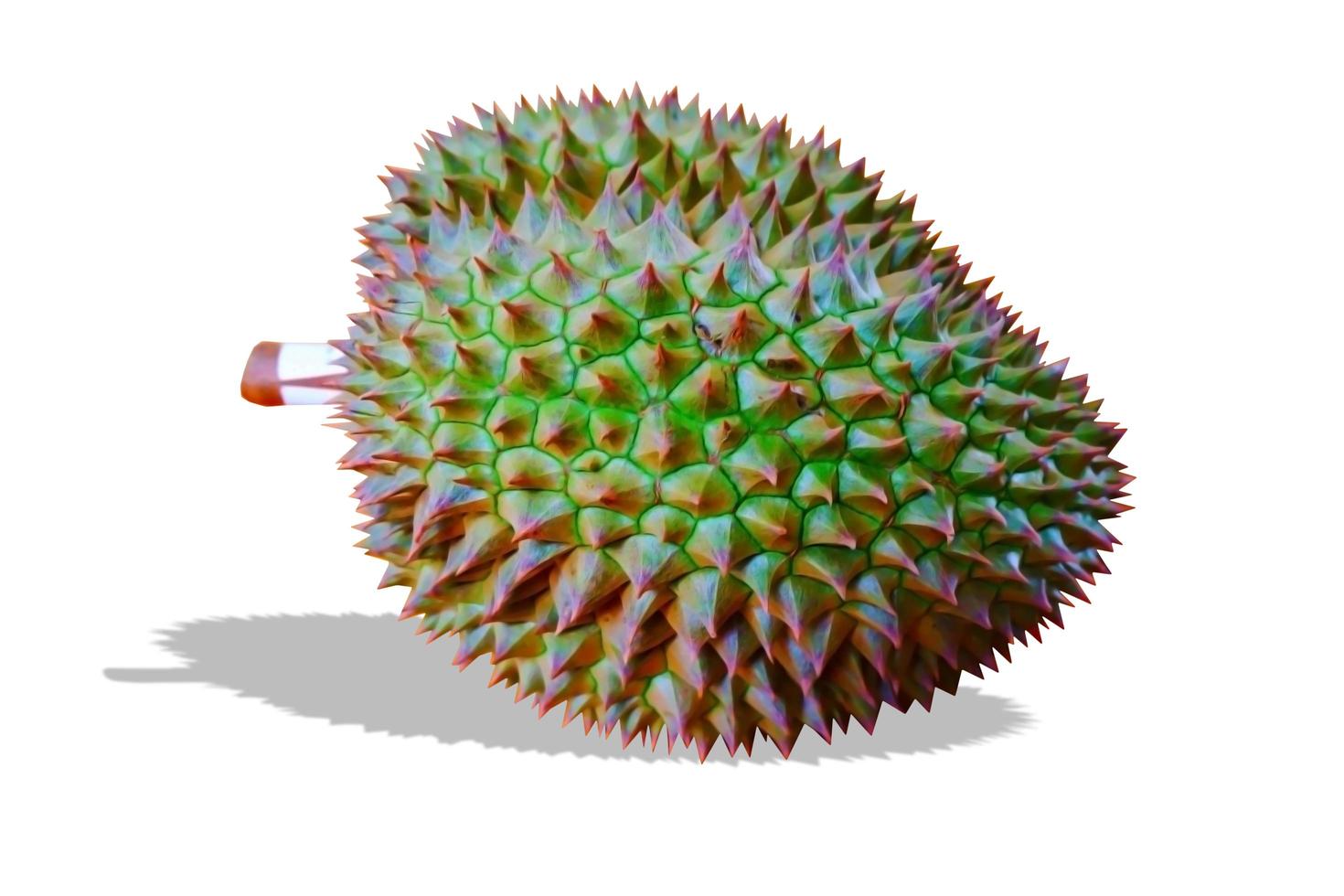 Close-up Durian Monthong isolate on white background. photo