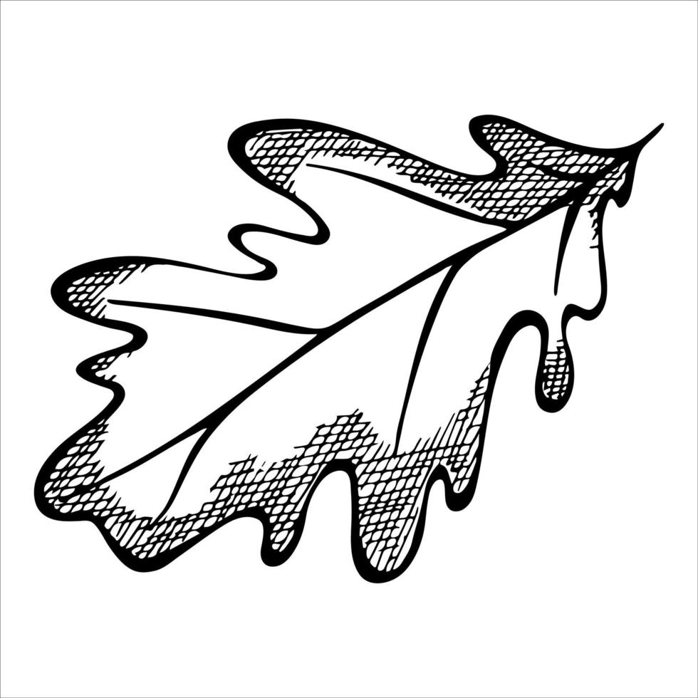 Vector hand drawn oak leaf. Autumn illustration. Detailed botanical clipart.