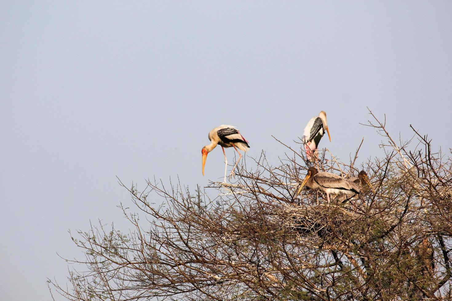 A group of painted storks on a tree photo