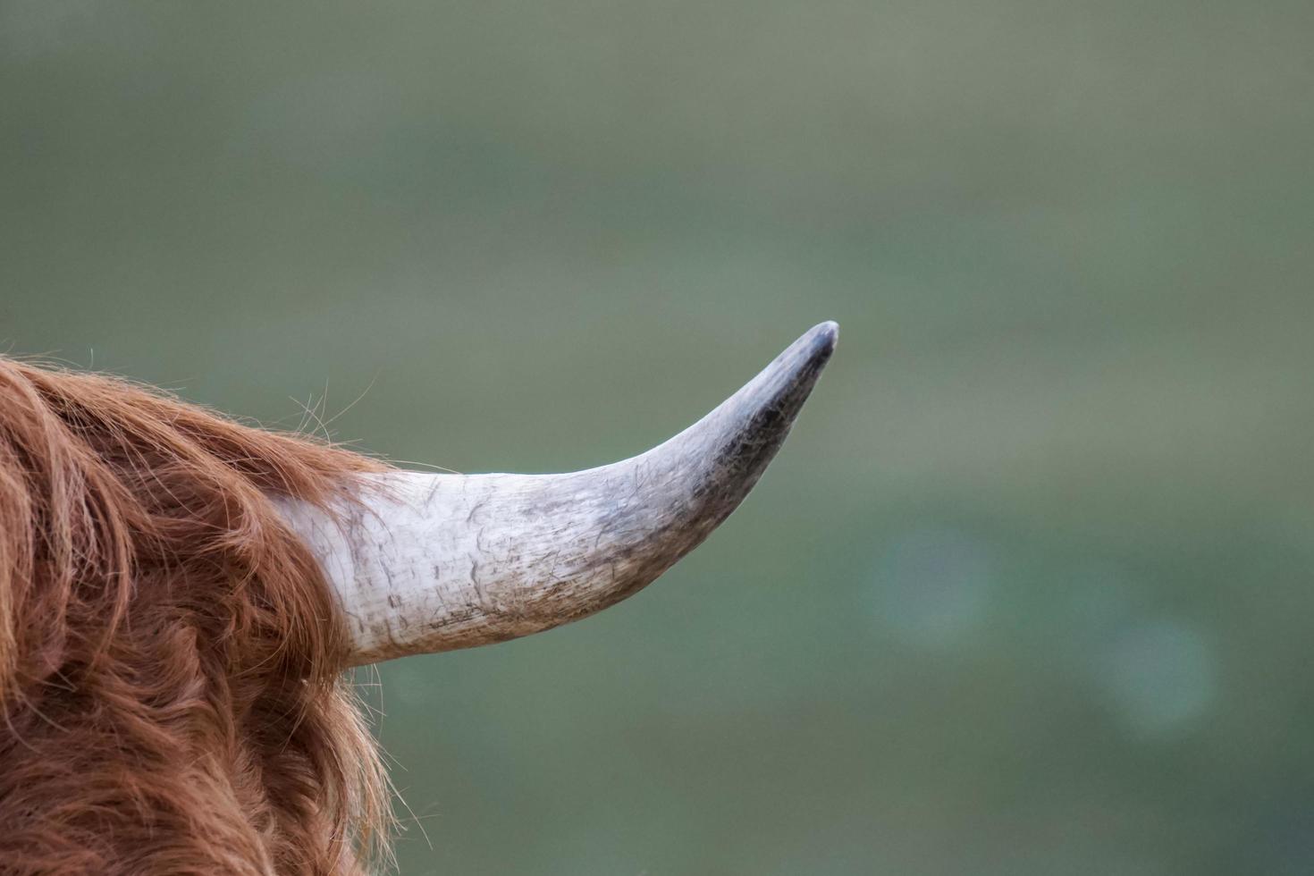 cuerno de vaca, animal en el prado foto