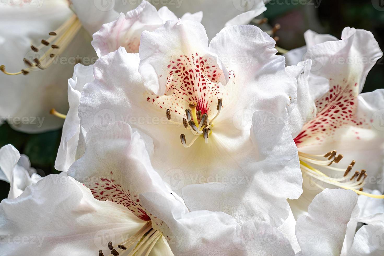 Flower of a rhododendron in May photo