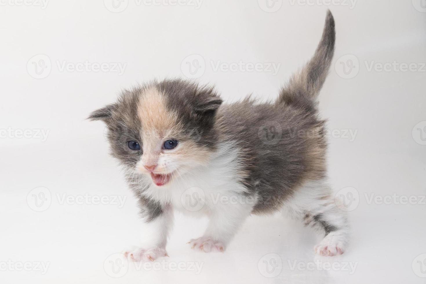 Maine Coon Cat on white background photo