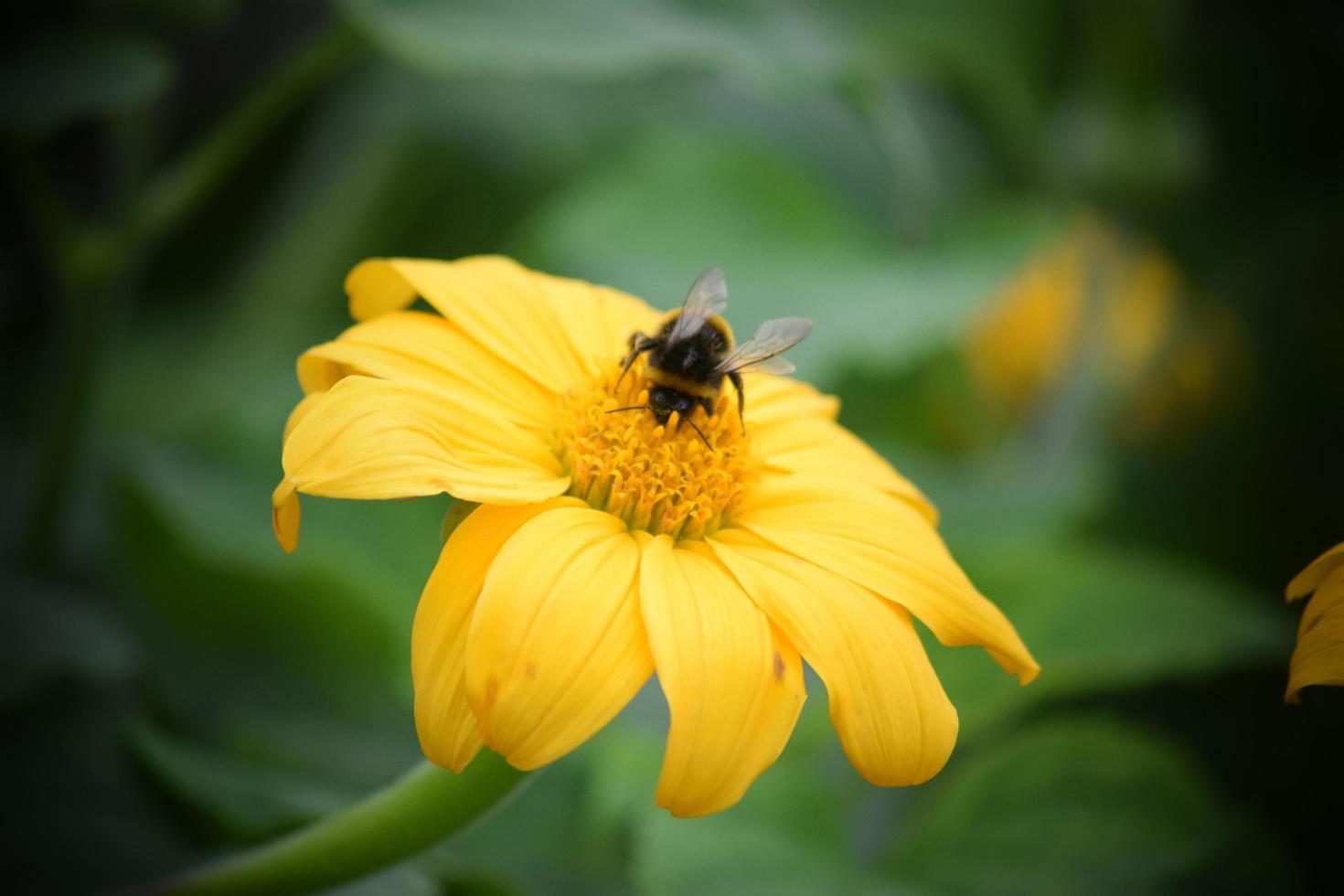 bees and insects on flowers photo