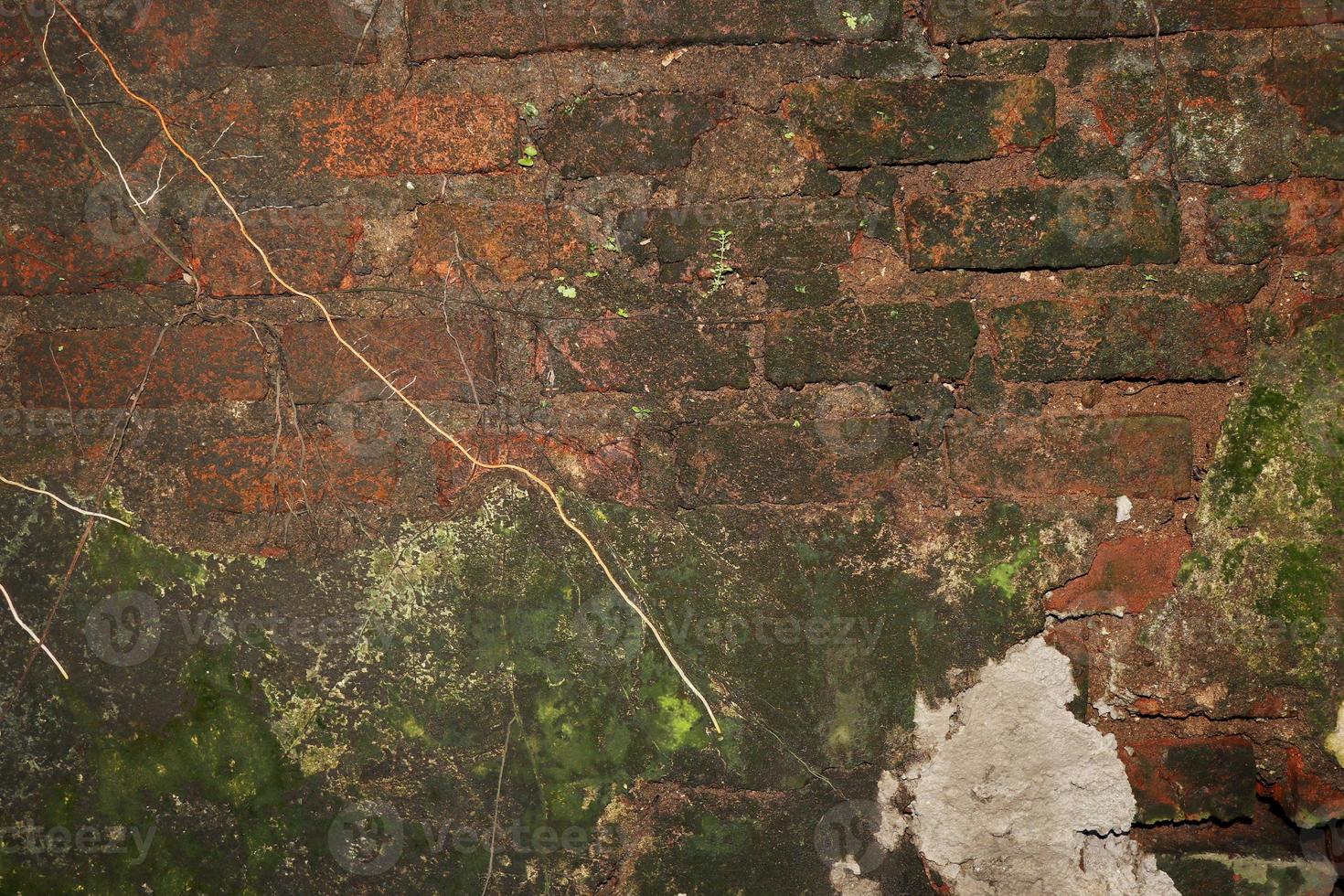 plant on Old brick wall photo
