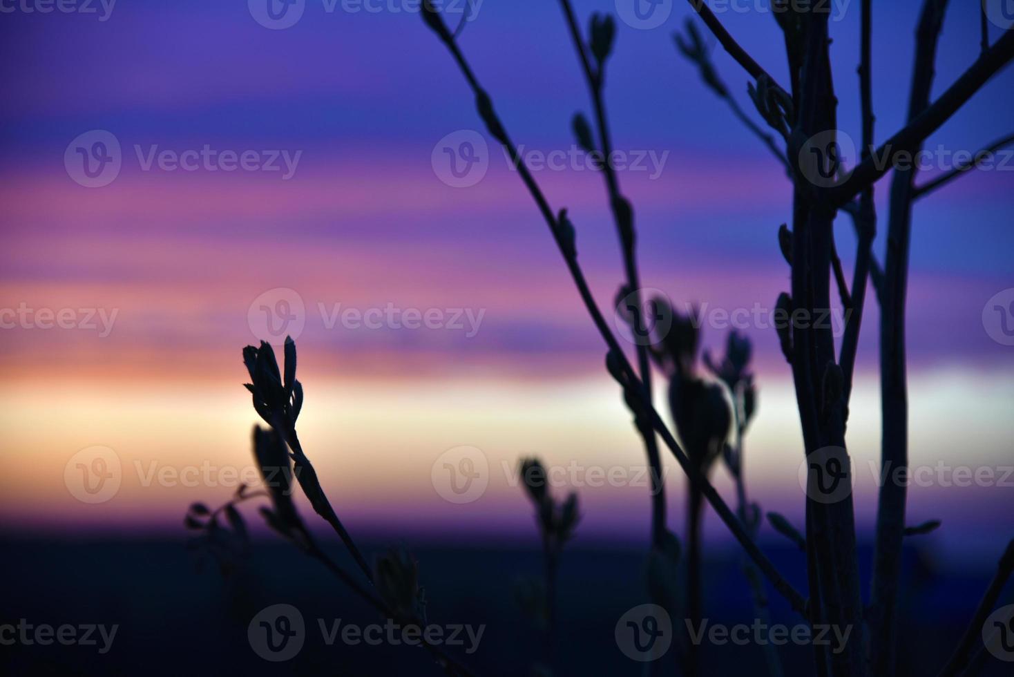 Red and blue evening sunset through the branches of trees photo