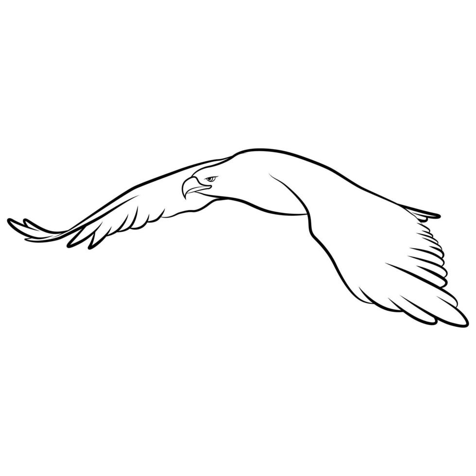 Eagle in Outline Sketch. vector