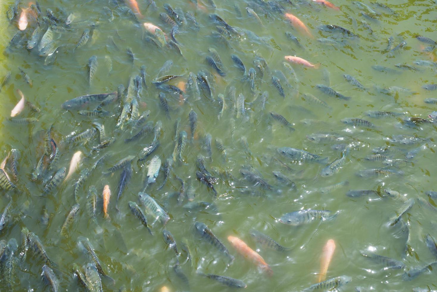 A lot of Cichlidae fish in the pond photo