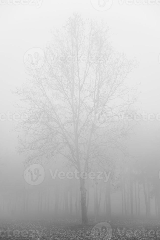 Tree in the foggy winter day photo