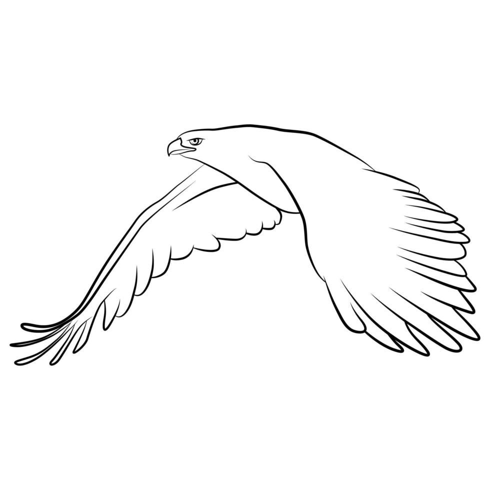 Eagle in Outline Sketch. 11980619 Vector Art at Vecteezy