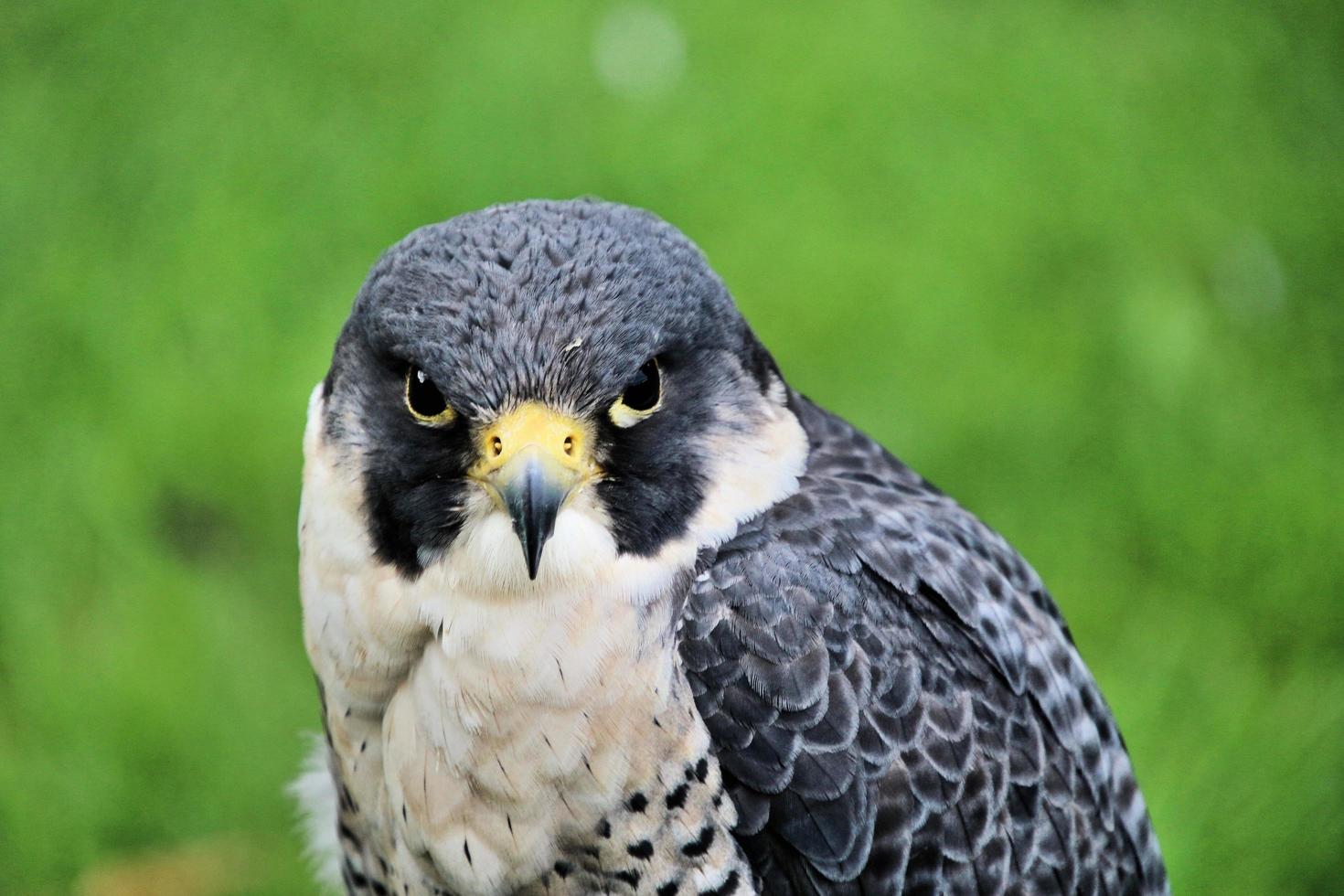 A close up of a Pergrine Falcon photo