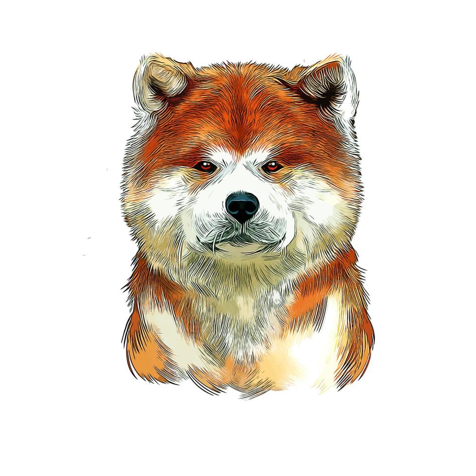 Akita Dog Watercolor Hand Drawn Sketch Paint Drawing Illustration vector