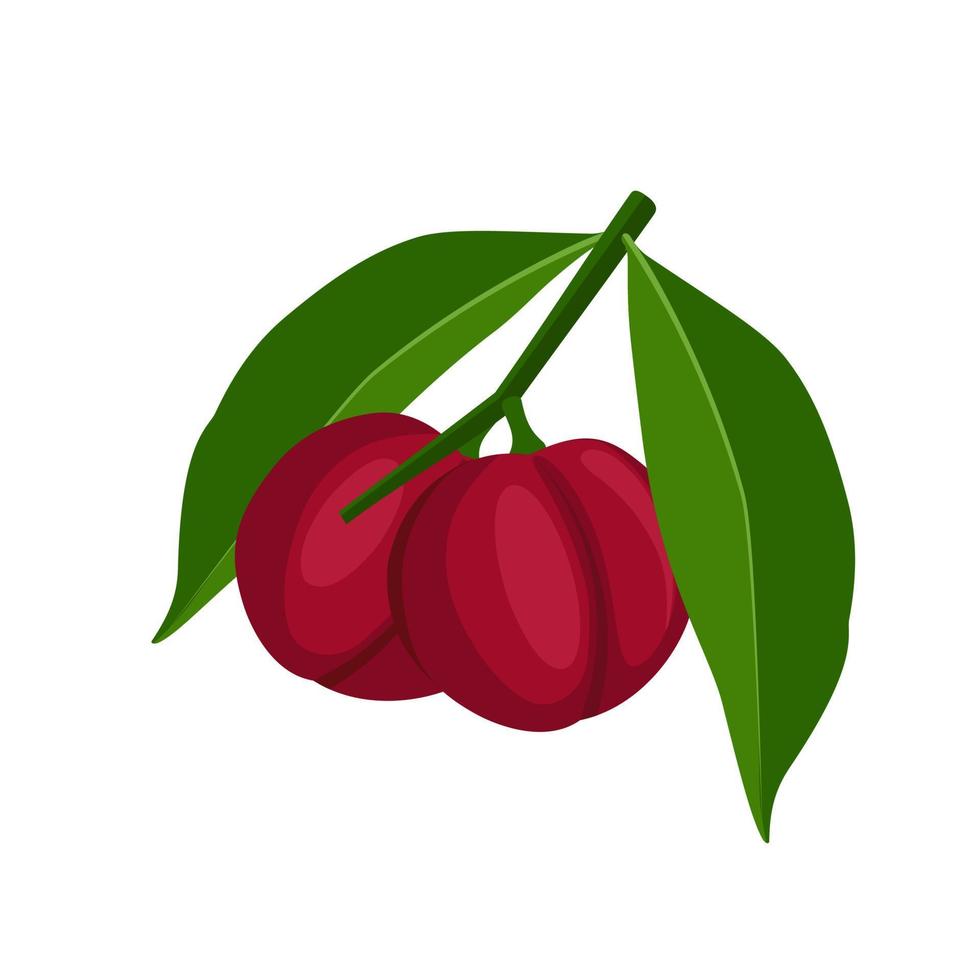 ilustración vectorial de la fruta de phaleria, nombre científico phaleria macrocarpa, aislada en fondo blanco. vector