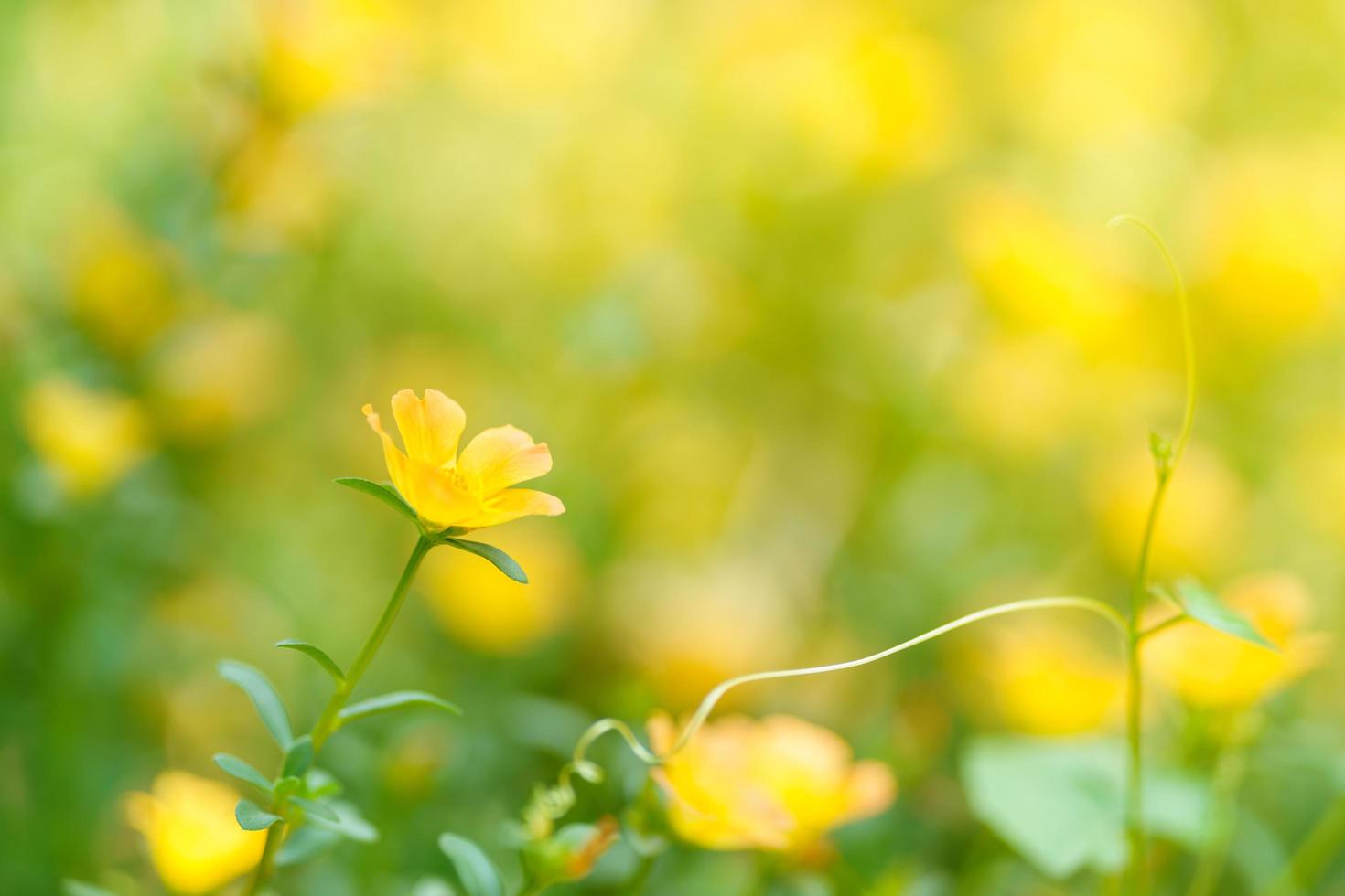Closeup of yellow flower under sunlight with copy space using as background natural plants landscape, ecology wallpaper cover page concept. photo