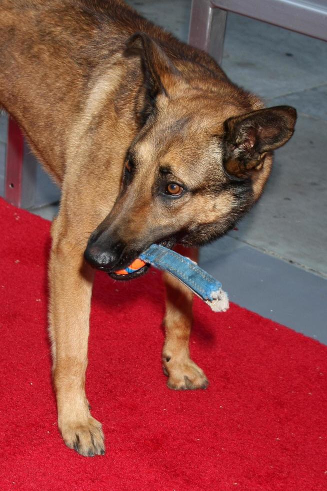 LOS ANGELES, JUN 23 - Jagger at the Max  Premiere at the Egyptian Theater on June 23, 2015 in Los Angeles, CA photo