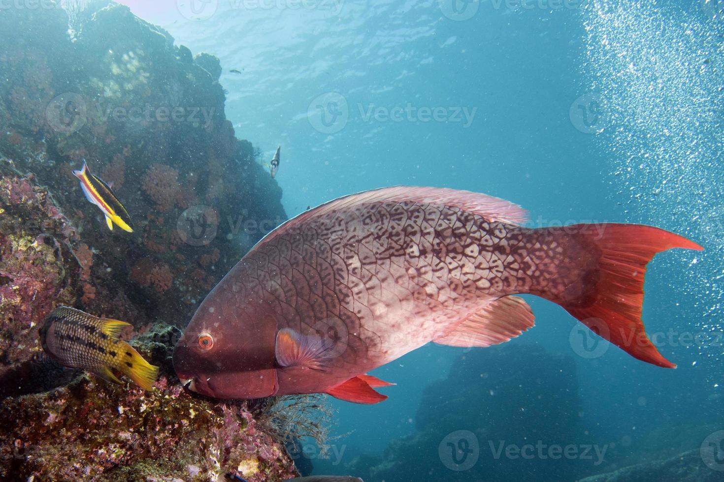 pez loro rosa bajo el agua comiendo coral foto