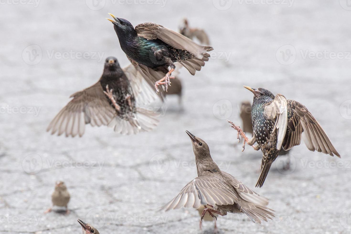 Birds fighting for food close up detail photo