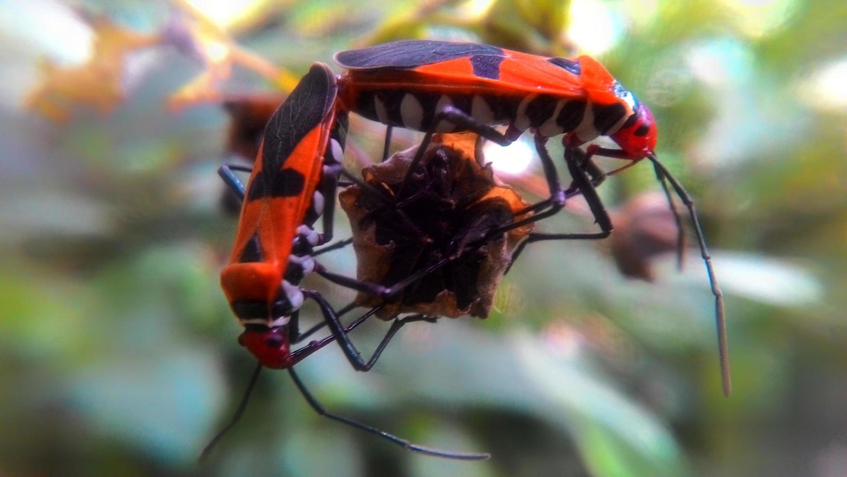 close-up of small insects photo