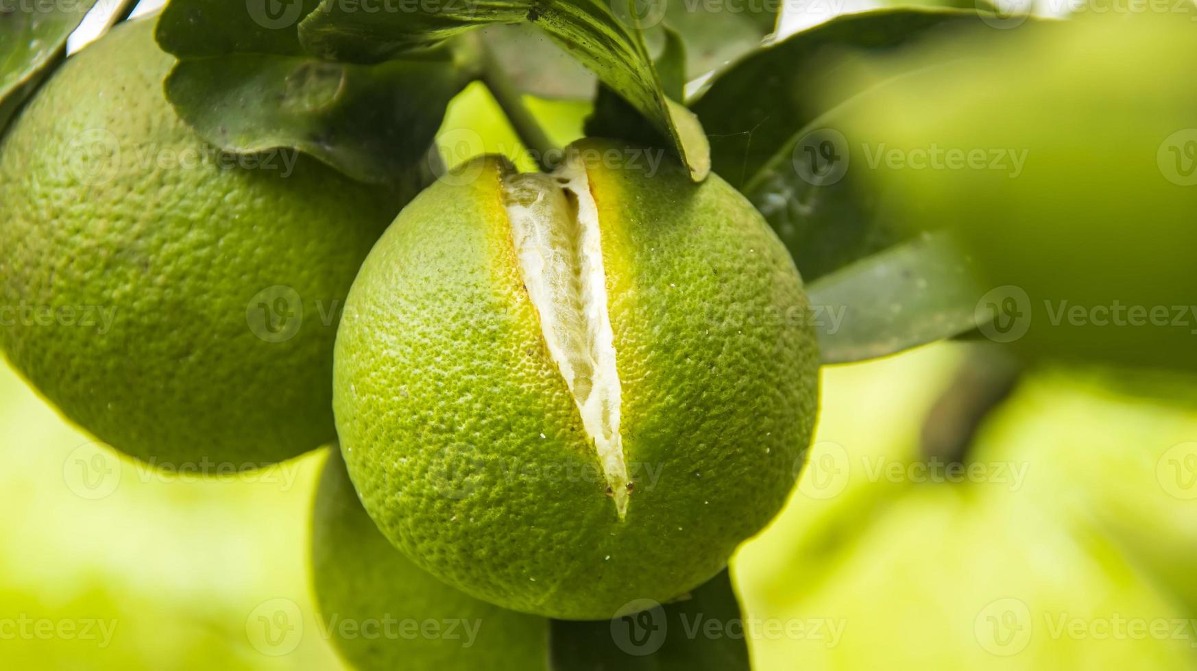 Unripe orange cracked to the inside. Cracked orange fruit hanging on an orange tree in an orange farm. photo