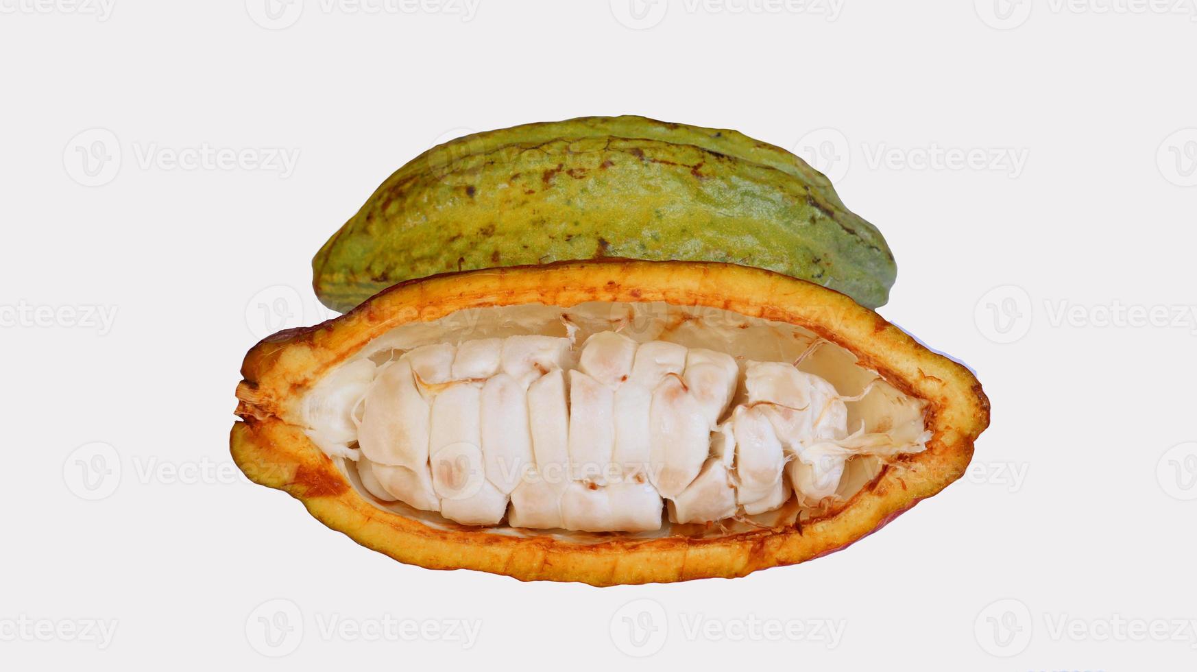 Ripe cocoa pods are orange yellow green which are split open, isolated on white background and the seeds are visible. Cocoa  or Theobroma cacao L. is a cultivated tree in plantations photo