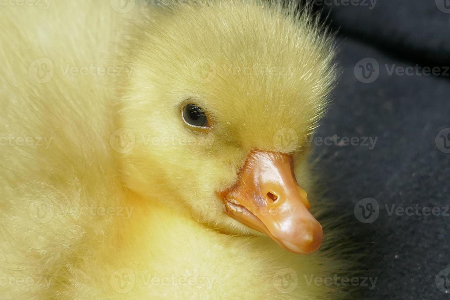 Baby Duck and Goose photo