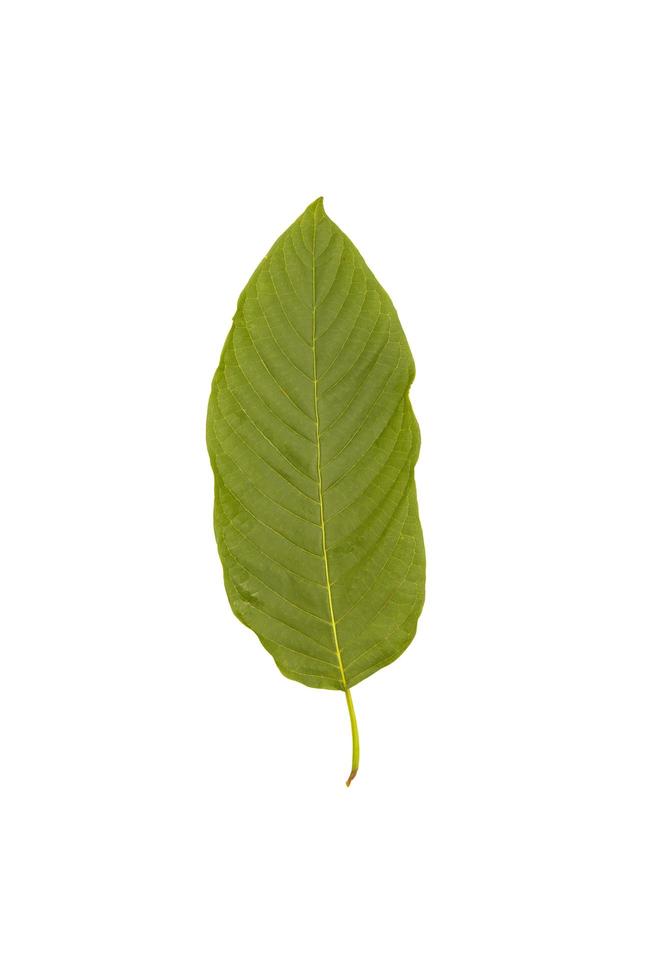 Green kratom leaf also known as Mitragyna speciosa on white background with clipping path, concept of herbal remedy for chronic pain relief. photo