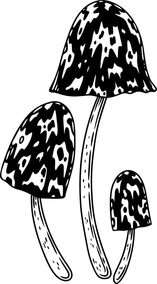 A set of black and white mushrooms. vector