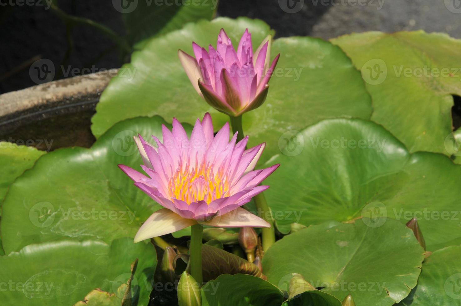 lotus flower with green leaf and water photo
