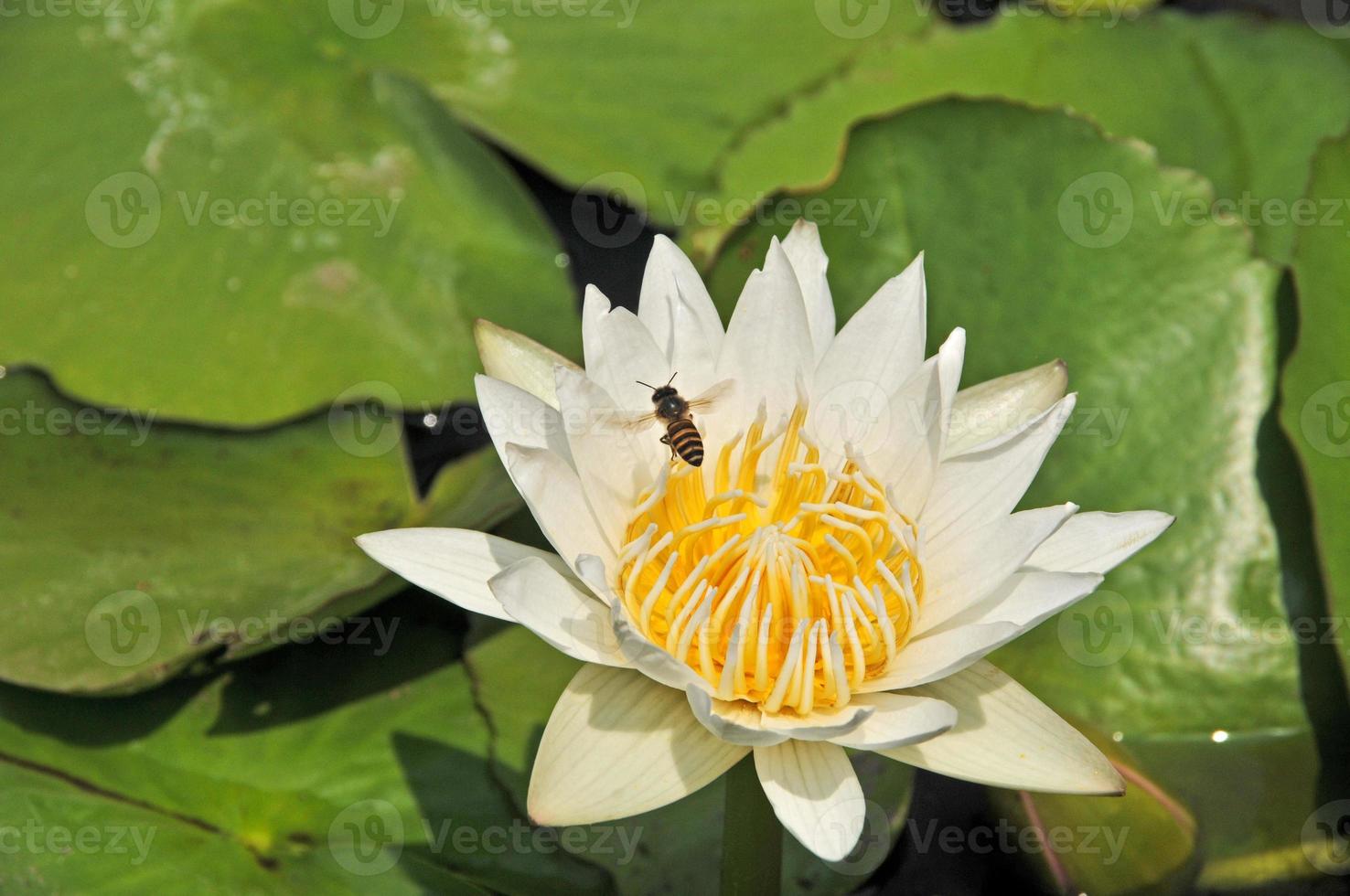 flor de loto con hoja verde y agua foto