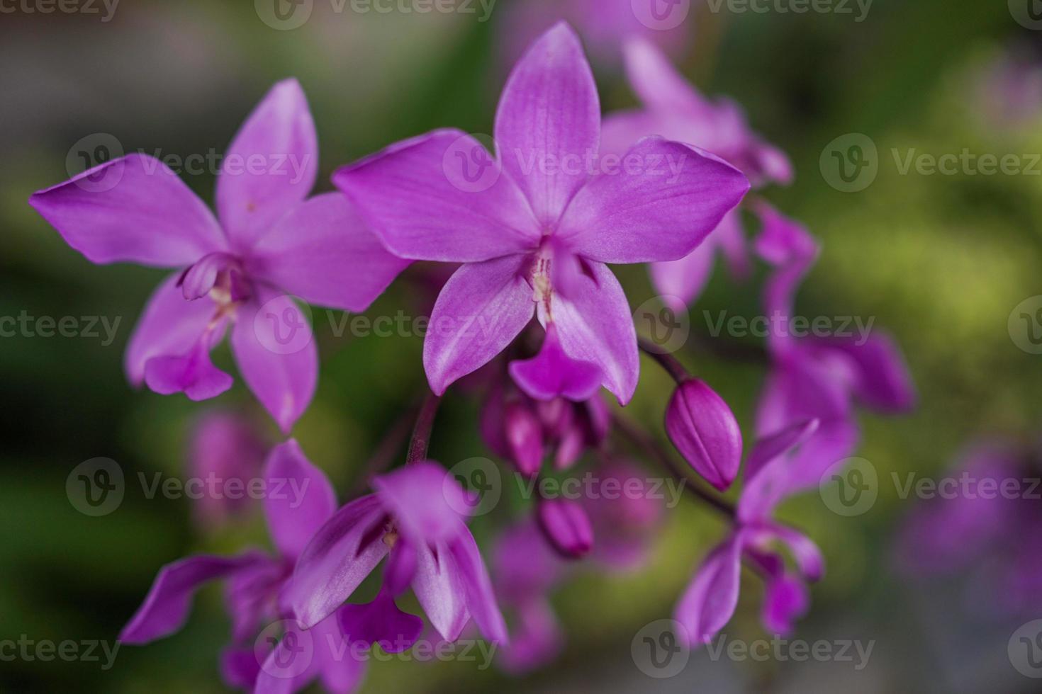 purple orchid photo background