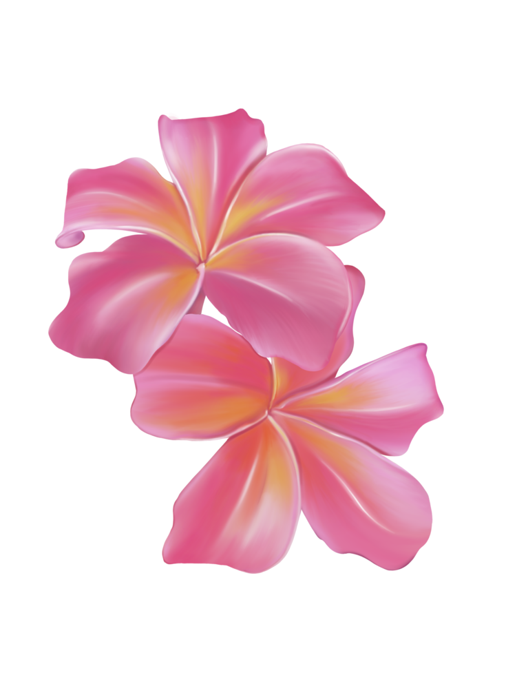 plumeria, frangipani, árvore do templo, árvore do cemitério, desenho e pintura à mão digital. isolar a imagem. png