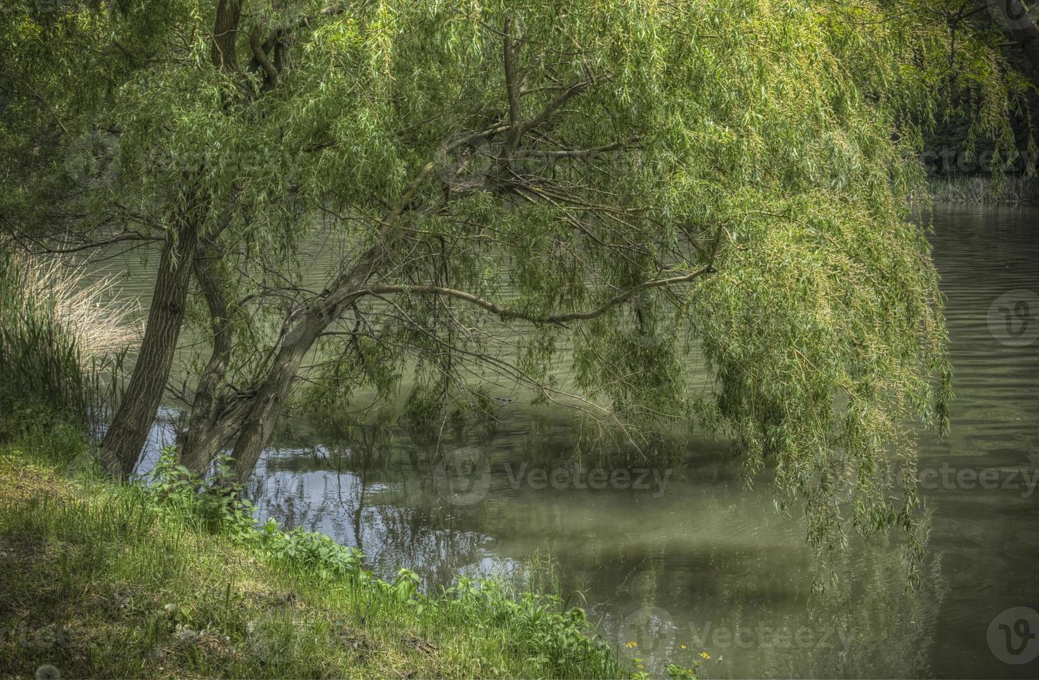 Beautiful nature on the banks of Western Morava river in Serbia photo