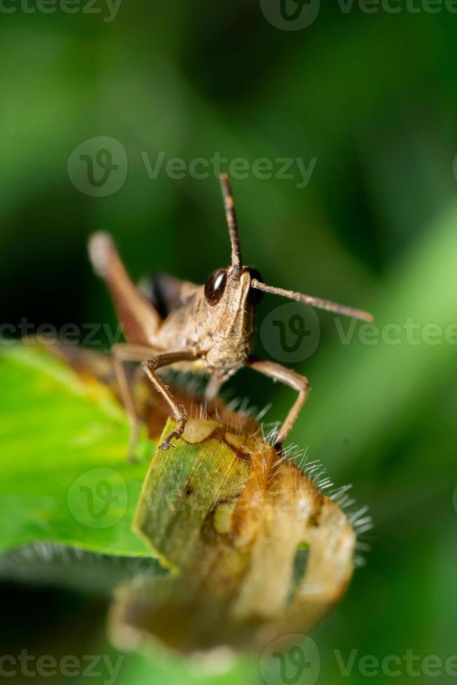 Macro photo of brown grasshopper in nature
