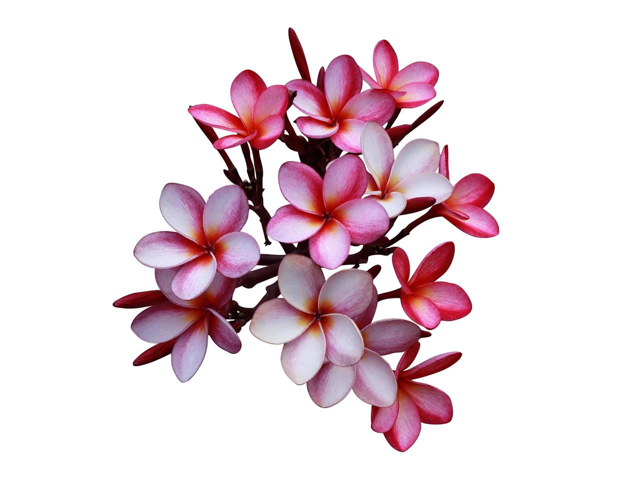 Plumeria or Frangipani flower. Close up exotic pink-purple flower bouquet isolated on white background. Top view flower bunch. photo