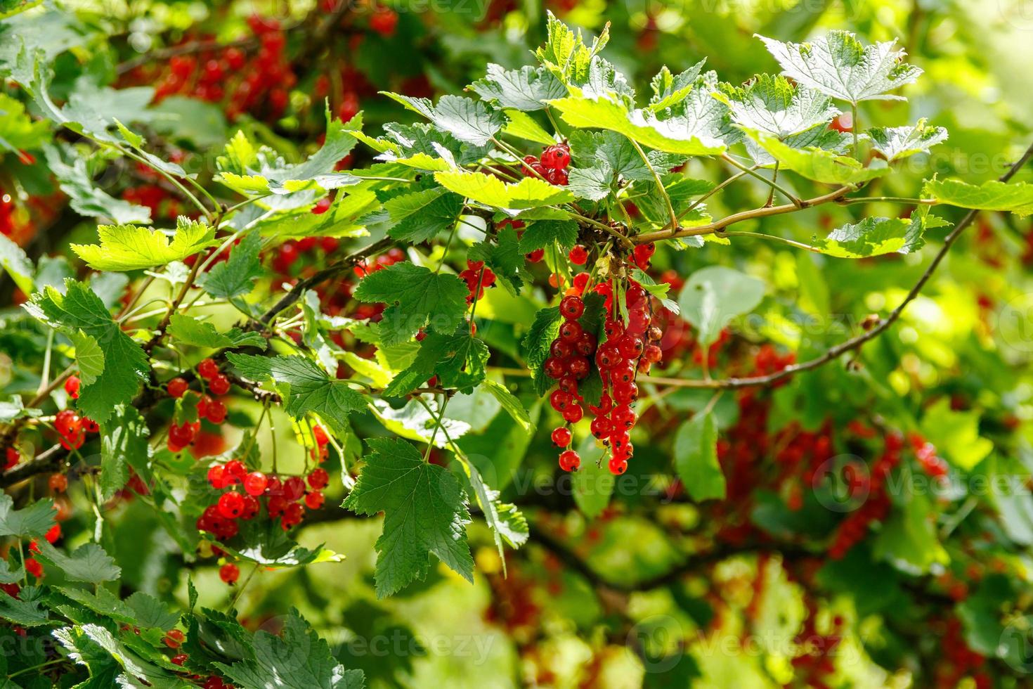 Red currant berries photo