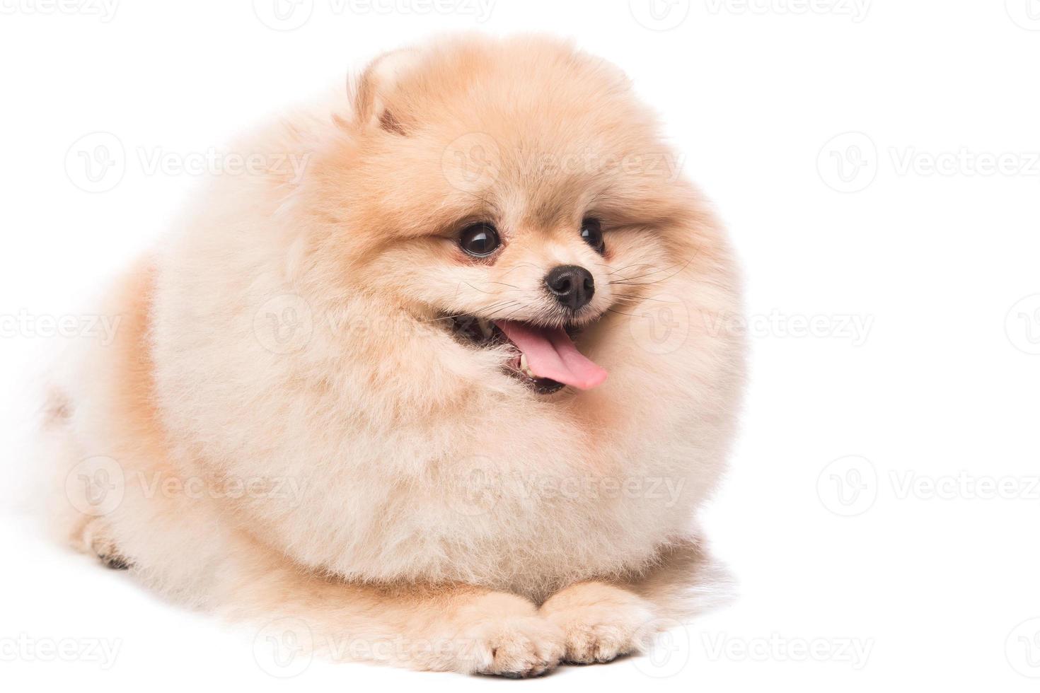 Cute pomeranian spitz photo